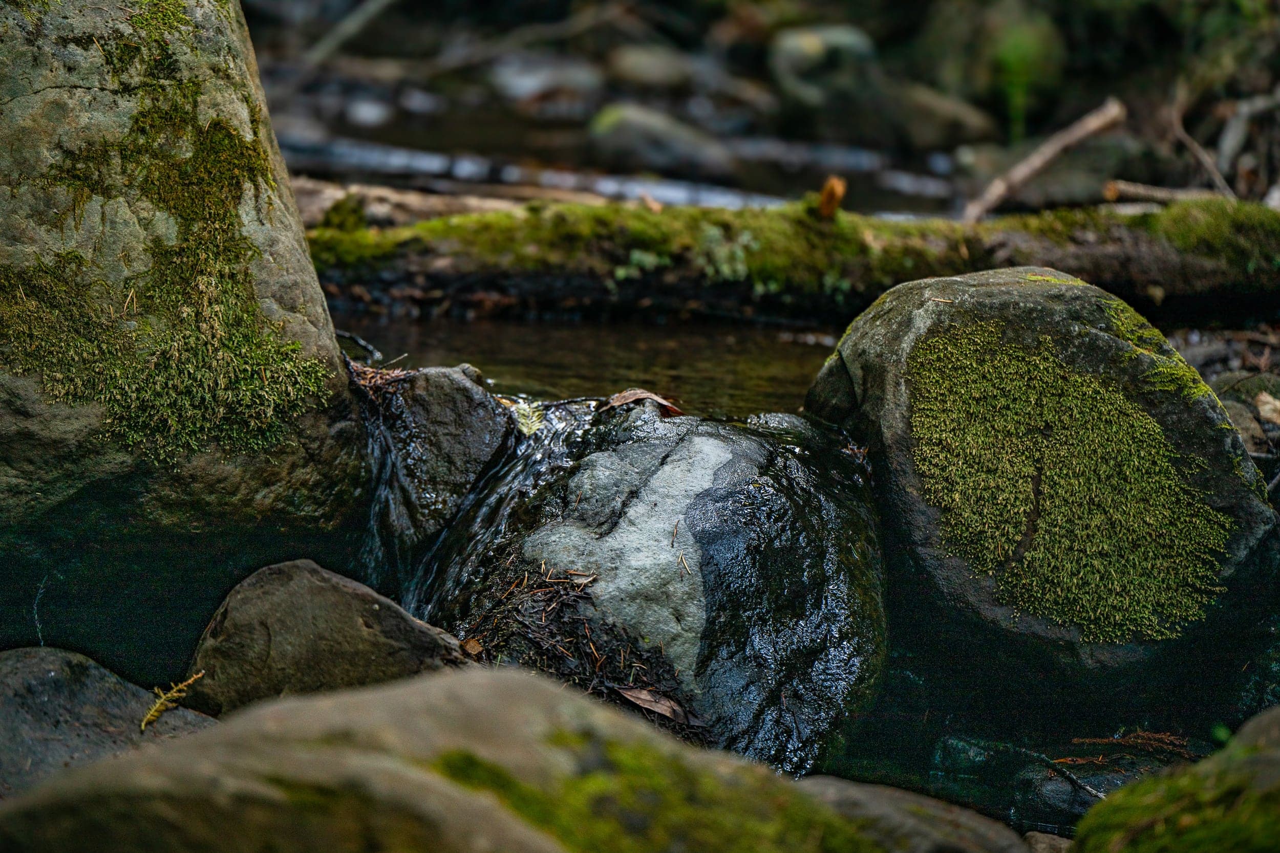 Stream and Mossy.